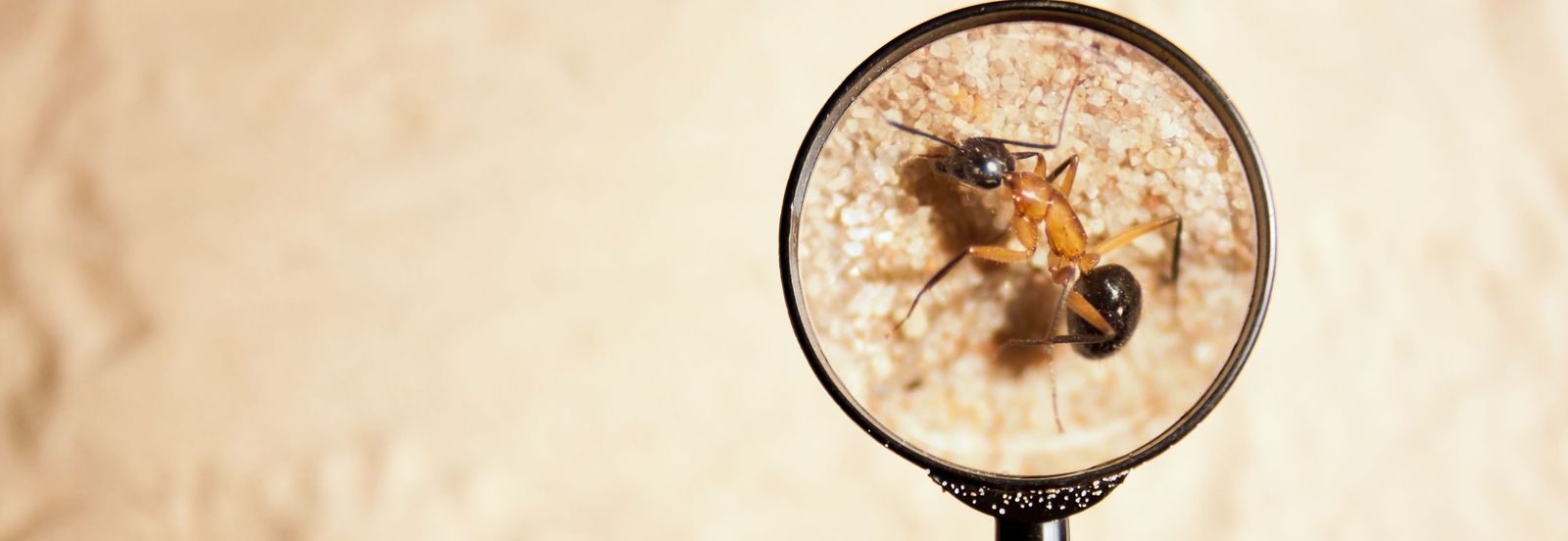 Insect Control