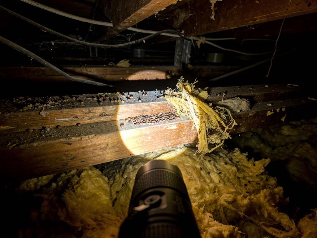 Rodent droppings and chewed insulation found in Alhambra attic - All Track Exterminators