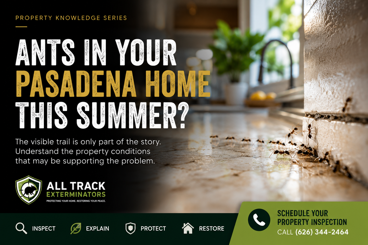 Ants in a Pasadena home during summer showing why property conditions may support seasonal ant activity
