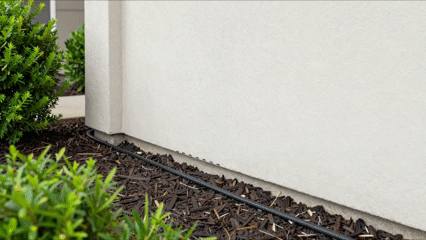Ants following an irrigation line through mulch toward the exterior foundation of a home